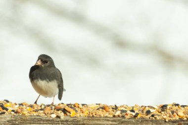 Bu siyah gözlü junco ahşap korkuluklara geldi. Kuş yemi bu kuşun etrafına saçılmış. Bu kuşun bir diğer adı da kar kuşu. Beyaz göbekli siyah tüyler çok tatlı görünüyor..