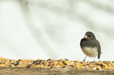Bu siyah gözlü junco ahşap korkuluklara geldi. Kuş yemi bu kuşun etrafına saçılmış. Bu kuşun bir diğer adı da kar kuşu. Beyaz göbekli siyah tüyler çok tatlı görünüyor..