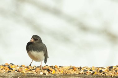 Bu siyah gözlü junco ahşap korkuluklara geldi. Kuş yemi bu kuşun etrafına saçılmış. Bu kuşun bir diğer adı da kar kuşu. Beyaz göbekli siyah tüyler çok tatlı görünüyor..