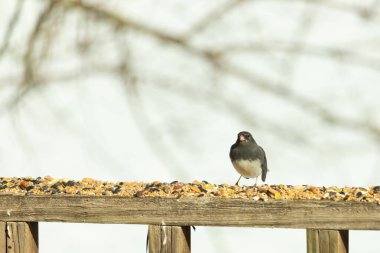 Bu siyah gözlü junco ahşap korkuluklara geldi. Kuş yemi bu kuşun etrafına saçılmış. Bu kuşun bir diğer adı da kar kuşu. Beyaz göbekli siyah tüyler çok tatlı görünüyor..