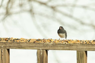 Bu siyah gözlü junco ahşap korkuluklara geldi. Kuş yemi bu kuşun etrafına saçılmış. Bu kuşun bir diğer adı da kar kuşu. Beyaz göbekli siyah tüyler çok tatlı görünüyor..