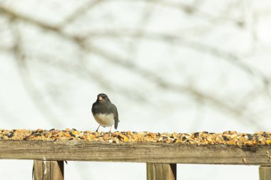 Bu siyah gözlü junco ahşap korkuluklara geldi. Kuş yemi bu kuşun etrafına saçılmış. Bu kuşun bir diğer adı da kar kuşu. Beyaz göbekli siyah tüyler çok tatlı görünüyor..