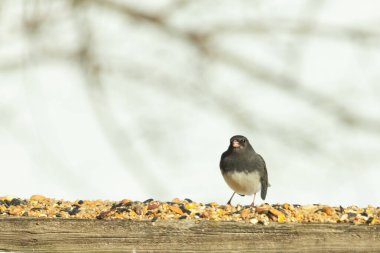 Bu siyah gözlü junco ahşap korkuluklara geldi. Kuş yemi bu kuşun etrafına saçılmış. Bu kuşun bir diğer adı da kar kuşu. Beyaz göbekli siyah tüyler çok tatlı görünüyor..