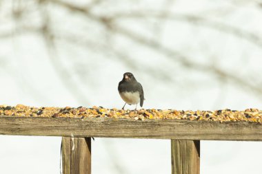 Bu siyah gözlü junco ahşap korkuluklara geldi. Kuş yemi bu kuşun etrafına saçılmış. Bu kuşun bir diğer adı da kar kuşu. Beyaz göbekli siyah tüyler çok tatlı görünüyor..