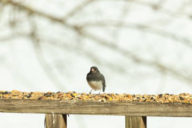 Bu siyah gözlü junco ahşap korkuluklara geldi. Kuş yemi bu kuşun etrafına saçılmış. Bu kuşun bir diğer adı da kar kuşu. Beyaz göbekli siyah tüyler çok tatlı görünüyor..