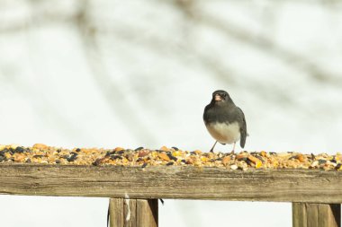Bu siyah gözlü junco ahşap korkuluklara geldi. Kuş yemi bu kuşun etrafına saçılmış. Bu kuşun bir diğer adı da kar kuşu. Beyaz göbekli siyah tüyler çok tatlı görünüyor..