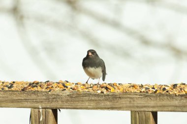 Bu siyah gözlü junco ahşap korkuluklara geldi. Kuş yemi bu kuşun etrafına saçılmış. Bu kuşun bir diğer adı da kar kuşu. Beyaz göbekli siyah tüyler çok tatlı görünüyor..
