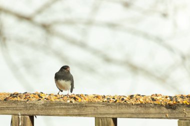 Bu siyah gözlü junco ahşap korkuluklara geldi. Kuş yemi bu kuşun etrafına saçılmış. Bu kuşun bir diğer adı da kar kuşu. Beyaz göbekli siyah tüyler çok tatlı görünüyor..