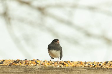 Bu siyah gözlü junco ahşap korkuluklara geldi. Kuş yemi bu kuşun etrafına saçılmış. Bu kuşun bir diğer adı da kar kuşu. Beyaz göbekli siyah tüyler çok tatlı görünüyor..