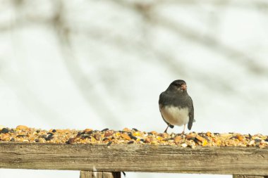 Bu siyah gözlü junco ahşap korkuluklara geldi. Kuş yemi bu kuşun etrafına saçılmış. Bu kuşun bir diğer adı da kar kuşu. Beyaz göbekli siyah tüyler çok tatlı görünüyor..
