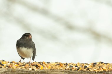 Bu siyah gözlü junco ahşap korkuluklara geldi. Kuş yemi bu kuşun etrafına saçılmış. Bu kuşun bir diğer adı da kar kuşu. Beyaz göbekli siyah tüyler çok tatlı görünüyor..