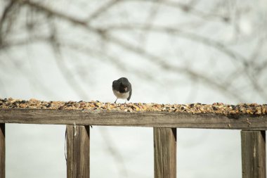 Bu siyah gözlü junco ahşap korkuluklara geldi. Kuş yemi bu kuşun etrafına saçılmış. Bu kuşun bir diğer adı da kar kuşu. Beyaz göbekli siyah tüyler çok tatlı görünüyor..