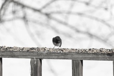 Bu siyah gözlü junco ahşap korkuluklara geldi. Kuş yemi bu kuşun etrafına saçılmış. Bu kuşun bir diğer adı da kar kuşu. Beyaz göbekli siyah tüyler çok tatlı görünüyor..