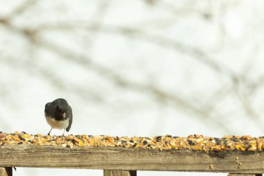 Bu siyah gözlü junco ahşap korkuluklara geldi. Kuş yemi bu kuşun etrafına saçılmış. Bu kuşun bir diğer adı da kar kuşu. Beyaz göbekli siyah tüyler çok tatlı görünüyor..
