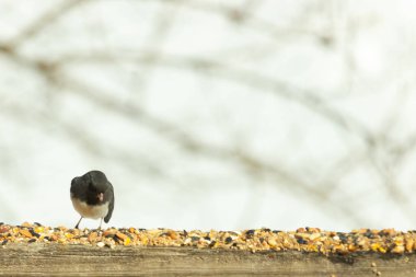 Bu siyah gözlü junco ahşap korkuluklara geldi. Kuş yemi bu kuşun etrafına saçılmış. Bu kuşun bir diğer adı da kar kuşu. Beyaz göbekli siyah tüyler çok tatlı görünüyor..