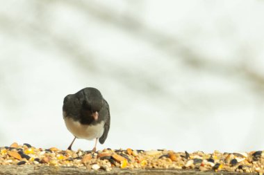 Bu siyah gözlü junco ahşap korkuluklara geldi. Kuş yemi bu kuşun etrafına saçılmış. Bu kuşun bir diğer adı da kar kuşu. Beyaz göbekli siyah tüyler çok tatlı görünüyor..