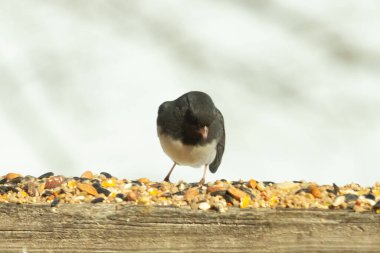 Bu siyah gözlü junco ahşap korkuluklara geldi. Kuş yemi bu kuşun etrafına saçılmış. Bu kuşun bir diğer adı da kar kuşu. Beyaz göbekli siyah tüyler çok tatlı görünüyor..
