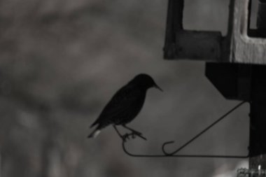 Sığırcık geçen gün yiyecek bulmak için bu metal direğe geldi. Görüntü neredeyse bir siluete benziyor. Bu siyah kuşun gölgeli bakışlarına bayılıyorum..