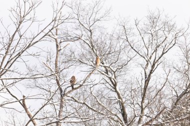 Bu güzel kırmızı omuzlu şahinler ağacın tepesindeydiler. Diğerine gelen kişi bir erkek ve bir dişi olduğunu gösteriyor. Dalları karla kaplıydı..