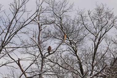 Bu güzel kırmızı omuzlu şahinler ağacın tepesindeydiler. Diğerine gelen kişi bir erkek ve bir dişi olduğunu gösteriyor. Dalları karla kaplıydı..