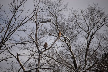 Bu güzel kırmızı omuzlu şahinler ağacın tepesindeydiler. Diğerine gelen kişi bir erkek ve bir dişi olduğunu gösteriyor. Dalları karla kaplıydı..