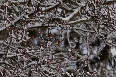 Bu güzel mavi kuş ağacın dallarına tünemişti. Kol ve bacaklarına yapışan kardan sarkan parlak mavi renkleri. Turuncu, paslı, şirin, küçük, beyaz bir karnı var..