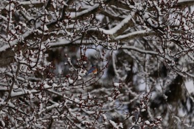 Bu güzel mavi kuş ağacın dallarına tünemişti. Kol ve bacaklarına yapışan kardan sarkan parlak mavi renkleri. Turuncu, paslı, şirin, küçük, beyaz bir karnı var..
