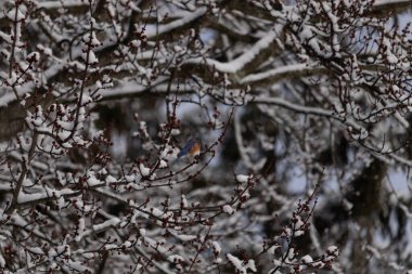 Bu güzel mavi kuş ağacın dallarına tünemişti. Kol ve bacaklarına yapışan kardan sarkan parlak mavi renkleri. Turuncu, paslı, şirin, küçük, beyaz bir karnı var..