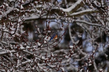 Bu güzel mavi kuş ağacın dallarına tünemişti. Kol ve bacaklarına yapışan kardan sarkan parlak mavi renkleri. Turuncu, paslı, şirin, küçük, beyaz bir karnı var..