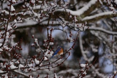 Bu güzel mavi kuş ağacın dallarına tünemişti. Kol ve bacaklarına yapışan kardan sarkan parlak mavi renkleri. Turuncu, paslı, şirin, küçük, beyaz bir karnı var..
