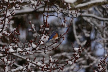 Bu güzel mavi kuş ağacın dallarına tünemişti. Kol ve bacaklarına yapışan kardan sarkan parlak mavi renkleri. Turuncu, paslı, şirin, küçük, beyaz bir karnı var..