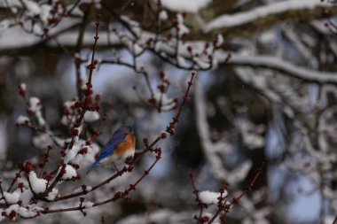 Bu güzel mavi kuş ağacın dallarına tünemişti. Kol ve bacaklarına yapışan kardan sarkan parlak mavi renkleri. Turuncu, paslı, şirin, küçük, beyaz bir karnı var..