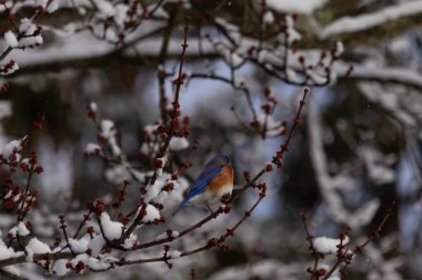 Bu güzel mavi kuş ağacın dallarına tünemişti. Kol ve bacaklarına yapışan kardan sarkan parlak mavi renkleri. Turuncu, paslı, şirin, küçük, beyaz bir karnı var..