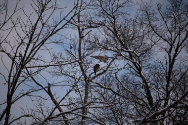 Bu güzel kırmızı omuzlu şahinler ağacın tepesindeydiler. Diğerine gelen kişi bir erkek ve bir dişi olduğunu gösteriyor. Dalları karla kaplıydı..