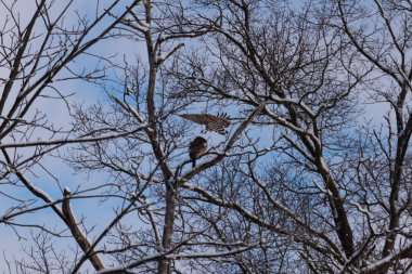 Bu güzel kırmızı omuzlu şahinler ağacın tepesindeydiler. Diğerine gelen kişi bir erkek ve bir dişi olduğunu gösteriyor. Dalları karla kaplıydı..