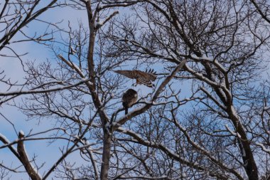 Bu güzel kırmızı omuzlu şahinler ağacın tepesindeydiler. Diğerine gelen kişi bir erkek ve bir dişi olduğunu gösteriyor. Dalları karla kaplıydı..