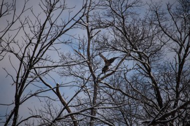 Bu güzel kırmızı omuzlu şahinler ağacın tepesindeydiler. Diğerine gelen kişi bir erkek ve bir dişi olduğunu gösteriyor. Dalları karla kaplıydı..