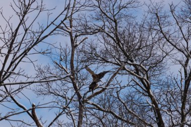 Bu güzel kırmızı omuzlu şahinler ağacın tepesindeydiler. Diğerine gelen kişi bir erkek ve bir dişi olduğunu gösteriyor. Dalları karla kaplıydı..