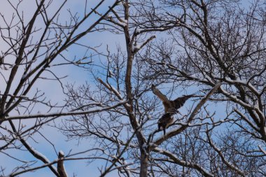 Bu güzel kırmızı omuzlu şahinler ağacın tepesindeydiler. Diğerine gelen kişi bir erkek ve bir dişi olduğunu gösteriyor. Dalları karla kaplıydı..