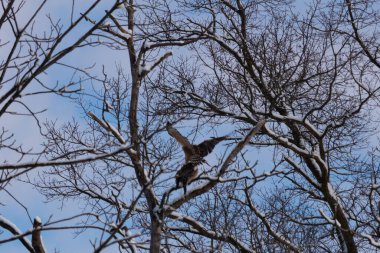 Bu güzel kırmızı omuzlu şahinler ağacın tepesindeydiler. Diğerine gelen kişi bir erkek ve bir dişi olduğunu gösteriyor. Dalları karla kaplıydı..