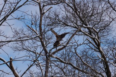 Bu güzel kırmızı omuzlu şahinler ağacın tepesindeydiler. Diğerine gelen kişi bir erkek ve bir dişi olduğunu gösteriyor. Dalları karla kaplıydı..