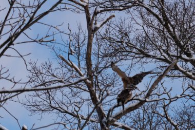 Bu güzel kırmızı omuzlu şahinler ağacın tepesindeydiler. Diğerine gelen kişi bir erkek ve bir dişi olduğunu gösteriyor. Dalları karla kaplıydı..