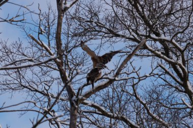 Bu güzel kırmızı omuzlu şahinler ağacın tepesindeydiler. Diğerine gelen kişi bir erkek ve bir dişi olduğunu gösteriyor. Dalları karla kaplıydı..