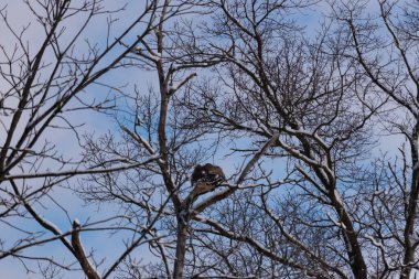 Bu güzel kırmızı omuzlu şahinler ağacın tepesindeydiler. Diğerine gelen kişi bir erkek ve bir dişi olduğunu gösteriyor. Dalları karla kaplıydı..