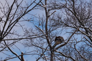 Bu güzel kırmızı omuzlu şahinler ağacın tepesindeydiler. Diğerine gelen kişi bir erkek ve bir dişi olduğunu gösteriyor. Dalları karla kaplıydı..