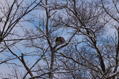 Bu güzel kırmızı omuzlu şahinler ağacın tepesindeydiler. Diğerine gelen kişi bir erkek ve bir dişi olduğunu gösteriyor. Dalları karla kaplıydı..
