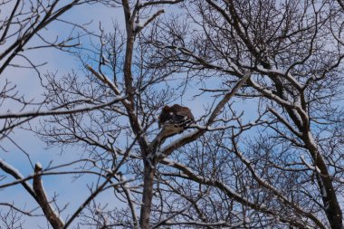 Bu güzel kırmızı omuzlu şahinler ağacın tepesindeydiler. Diğerine gelen kişi bir erkek ve bir dişi olduğunu gösteriyor. Dalları karla kaplıydı..