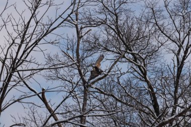 Bu güzel kırmızı omuzlu şahinler ağacın tepesindeydiler. Diğerine gelen kişi bir erkek ve bir dişi olduğunu gösteriyor. Dalları karla kaplıydı..