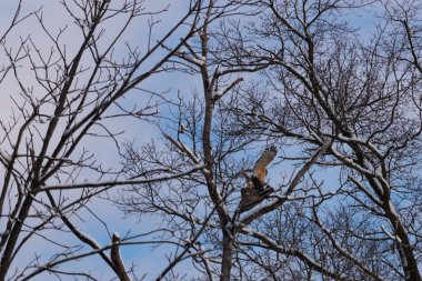Bu güzel kırmızı omuzlu şahinler ağacın tepesindeydiler. Diğerine gelen kişi bir erkek ve bir dişi olduğunu gösteriyor. Dalları karla kaplıydı..