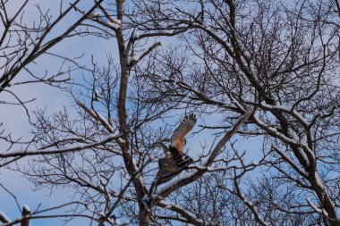 Bu güzel kırmızı omuzlu şahinler ağacın tepesindeydiler. Diğerine gelen kişi bir erkek ve bir dişi olduğunu gösteriyor. Dalları karla kaplıydı..